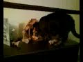 @rwnash [Max's Christmas Nativity adventure]