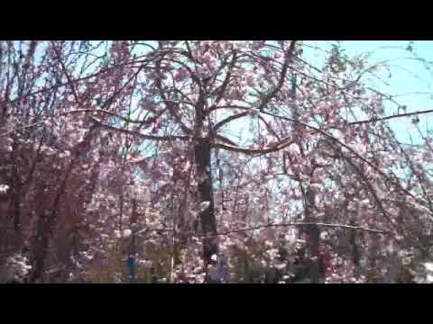 how to fertilize a kwanzan cherry tree
