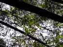 Monkeys at  TreeTop Walk MacRitchie Nature Reservse