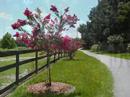 Shelley and Robs Fairhaven Farm in Williston Florida