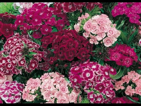 Когда сажать гвоздику под зиму 908