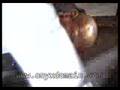 Onyx DVD - Deleted Scene 13 - Shifftee Video Shoot