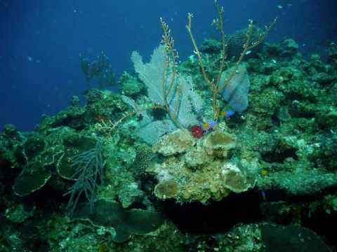 Florida Keys Scuba Diving