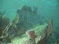 Florida Video