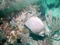 Florida Keys Scuba Diving Florida Keys Scuba Diving