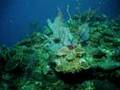 Florida Keys Scuba Diving