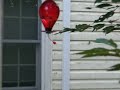 Hummingbird Feeder Gossip