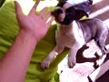 Cliquez pour voir la vid�o