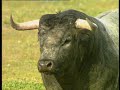 el toro bravo en el campo