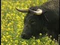 El toro bravo en el campo El toro bravo en el campo
