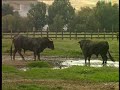 el toro bravo en el campo