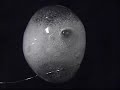 Alka Seltzer in Microgravity