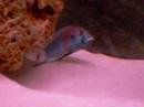 reproduction haplochromis burtoni cf. cathy reproduction haplochromis burtoni cf. cathy