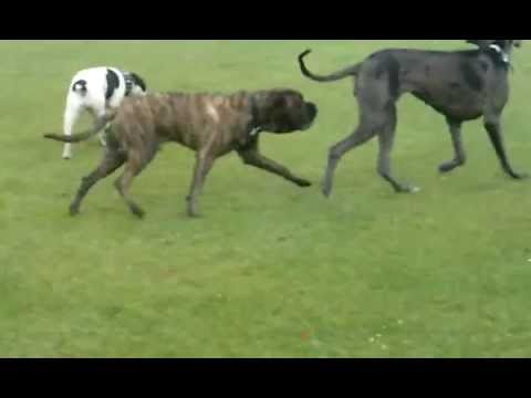 bullmastiff