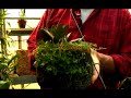 Orchid Care: Types of Orchids : Orchid Care: Mini Cattleya Orchid Care: Types of Orchids : Orchid Care: Mini Cattleya
