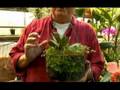 Orchid Care: Types of Orchids : Orchid Care: Mini Cattleya