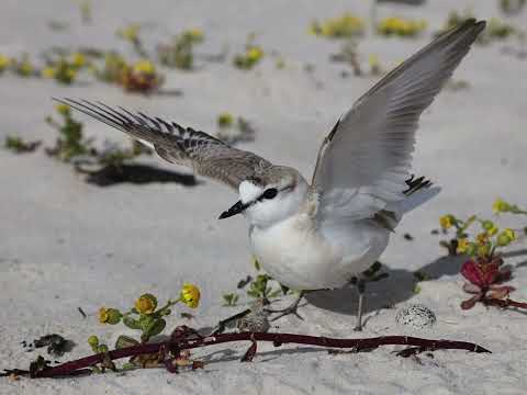 <p>Beach Birds</p>
 video thumbnail