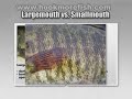Fishing Show: Bass comparison