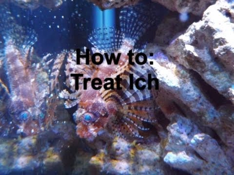 how to treat ich