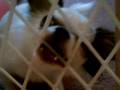 Faith the Escape Artist