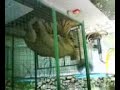 Tiger x Lion - Chavit Signson's Baluarte, Vigan, Ilocos Sur Tiger x Lion - Chavit Signson's Baluarte, Vigan, Ilocos Sur