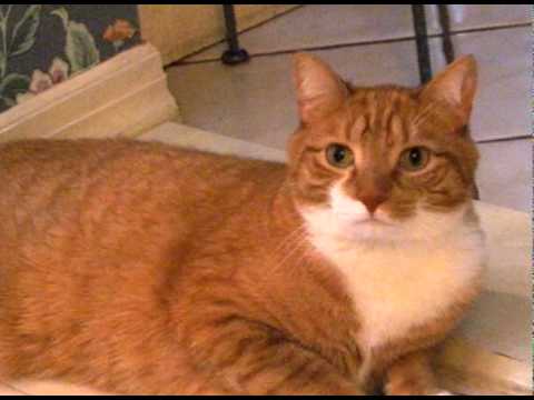 Inappropriate Cat