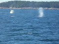Quoddy Link Marine Inc - 4 fin whales!