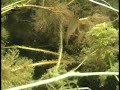 Mikrogeophagus ramirezi in their Natural Habitat  Mikolji