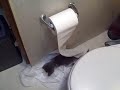Kittens discover toilet paper Kittens discover toilet paper