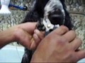 Norbu, pet chic