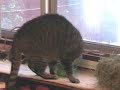 Cat Trying to \"Bury\" his Food