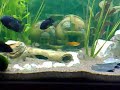 jack dempsey oscar bolivia together donmink 520 liter tank