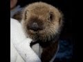 Rescued Baby Sea Otter's Long Day