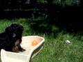 videos de YorkiePoos Pitbull Playtime