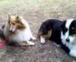 Cocoa sniffs a baby Australian Shepherd dog
