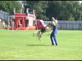 Schutzdienst Schäferhund Schutzdienst Schäferhund