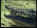altruism-in-nature-english-01.html