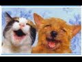 Arcilla curativa para las mascotas. Clay remedy for pets. EcoDaisy