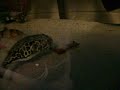 mbu puffer mbu puffer