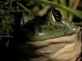 National Geographic - Bullfrog National Geographic - Bullfrog