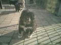 TIBETAN MASTIFF PUPS In the name of love