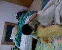 Topher memalukan 2 Topher memalukan 2