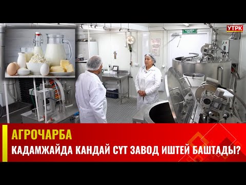 Кадамжайда кандай сүт завод иштей баштады?