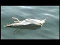 human impact: synthetic sea plastic in the open ocean