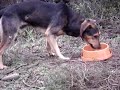 Sem-Abrigo.org - Animais errantes 0001