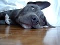 avec the blue pit bull puppy - hide n seek