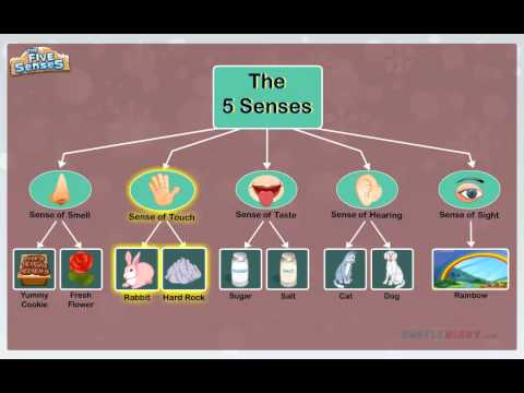 5 Senses You Use Every Day! *Science for Kids*