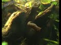 Paramesotriton hongkongensis