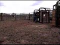 ML09 Weanling Heifer