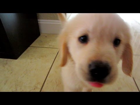 how to train golden retriever puppies